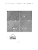 Glycine N-methyltransferase (GNMT) Animal model and use thereof diagram and image
