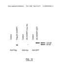 IMMUNOMODULATION OF DENDRITIC CELLS diagram and image