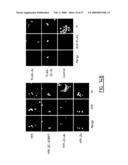 IMMUNOMODULATION OF DENDRITIC CELLS diagram and image