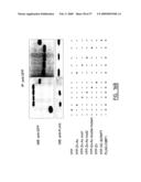 IMMUNOMODULATION OF DENDRITIC CELLS diagram and image