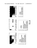 IMMUNOMODULATION OF DENDRITIC CELLS diagram and image