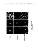 IMMUNOMODULATION OF DENDRITIC CELLS diagram and image