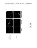 IMMUNOMODULATION OF DENDRITIC CELLS diagram and image