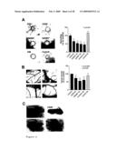 TUMOR ANGIOGENESIS ASSOCIATED GENES AND A METHOD FOR THEIR IDENTIFICATION diagram and image