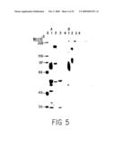 Intercellular adhesion molecules and their binding ligands diagram and image