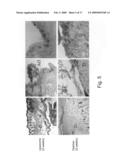 Composite scaffolds and methods using same for generating complex tissue grafts diagram and image