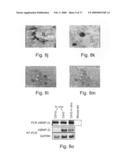 Composite scaffolds and methods using same for generating complex tissue grafts diagram and image