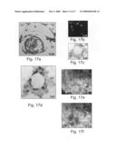 Composite scaffolds and methods using same for generating complex tissue grafts diagram and image