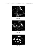 Hydroxyapatite coated nanostructured titanium surfaces diagram and image