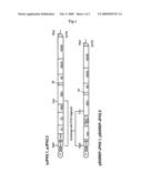 Nucleic Acid and Gene Derived from Novel HCV Strain and Replicon-Replicating Cell Using Said Gene diagram and image