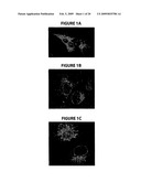 NPC1L1 AND NPC1L1 INHIBITORS AND METHODS OF USE THEREOF diagram and image