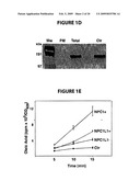 NPC1L1 AND NPC1L1 INHIBITORS AND METHODS OF USE THEREOF diagram and image