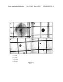 Neural Colony Forming Assay diagram and image