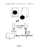 Neural Colony Forming Assay diagram and image