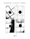 Neural Colony Forming Assay diagram and image