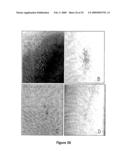 Neural Colony Forming Assay diagram and image