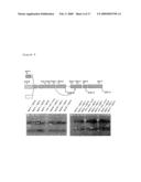 NOVEL TRYPSIN FAMILY SERINE PROTEASES diagram and image