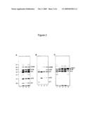 Method for producing circular or multimeric protein species in vivo or in vitro and related methods diagram and image