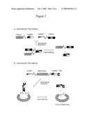 Method for producing circular or multimeric protein species in vivo or in vitro and related methods diagram and image