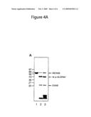 Method for producing circular or multimeric protein species in vivo or in vitro and related methods diagram and image