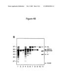 Method for producing circular or multimeric protein species in vivo or in vitro and related methods diagram and image