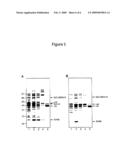 Method for producing circular or multimeric protein species in vivo or in vitro and related methods diagram and image