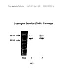 CA125 gene and its use for diagnostic and therapeutic interventions diagram and image