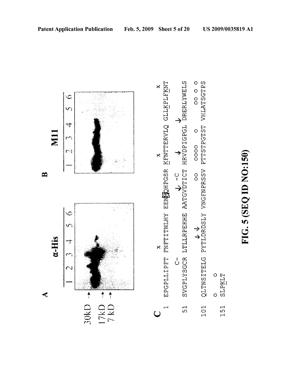 CA125 gene and its use for diagnostic and therapeutic interventions - diagram, schematic, and image 06