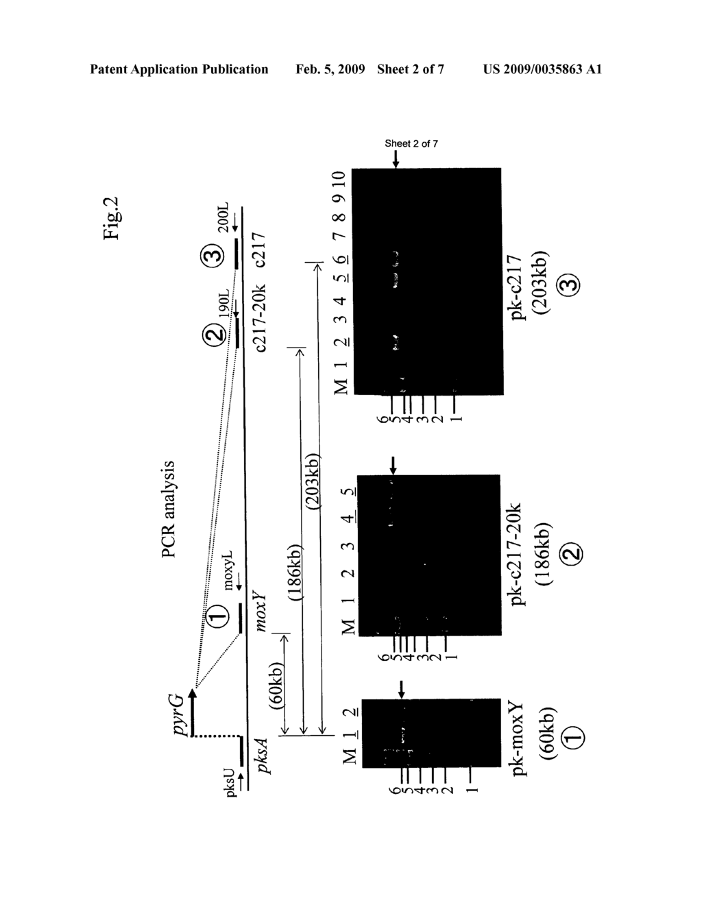 Method for the deletion of a large chromosomal region - diagram, schematic, and image 03