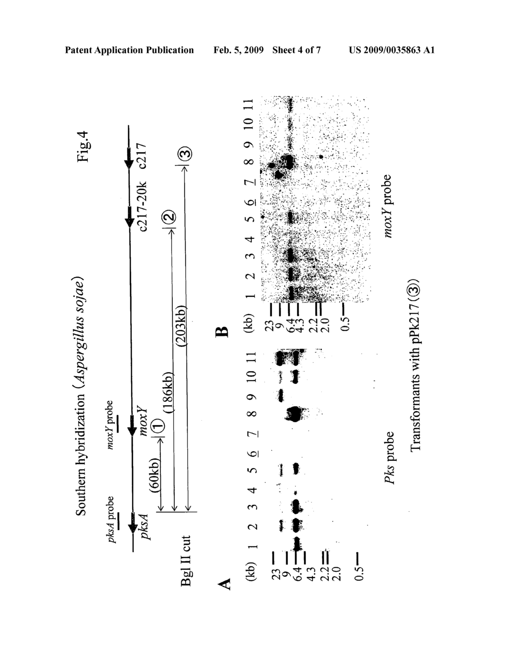 Method for the deletion of a large chromosomal region - diagram, schematic, and image 05