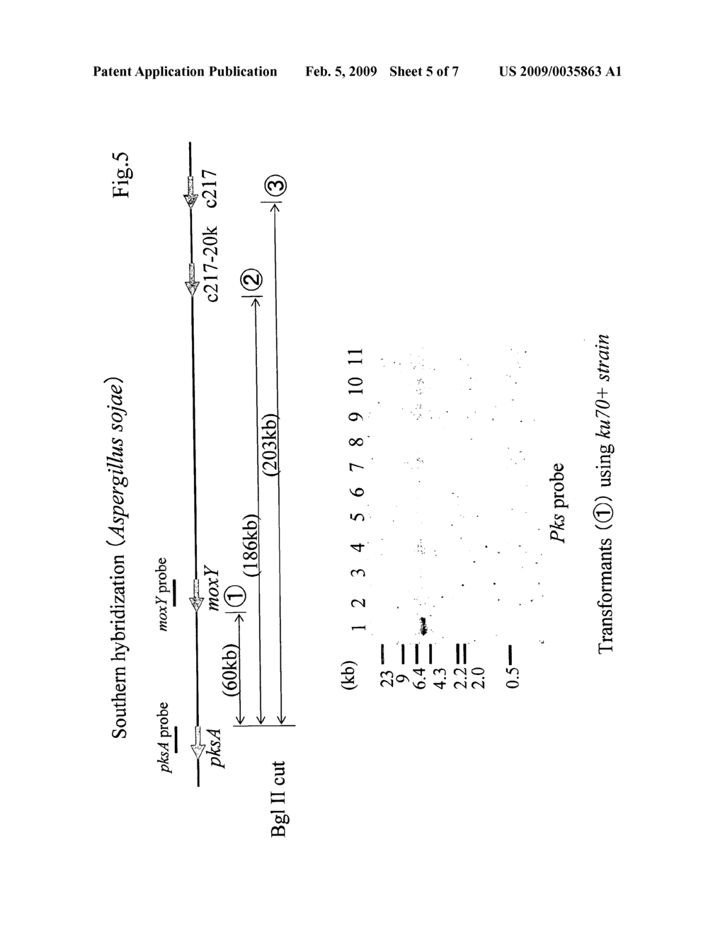 Method for the deletion of a large chromosomal region - diagram, schematic, and image 06