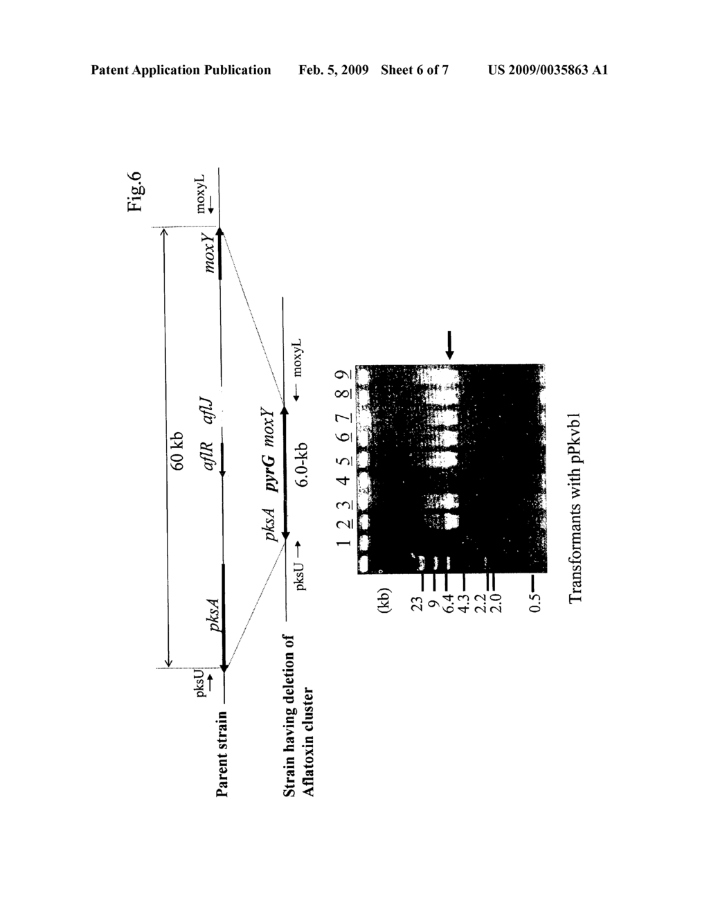 Method for the deletion of a large chromosomal region - diagram, schematic, and image 07