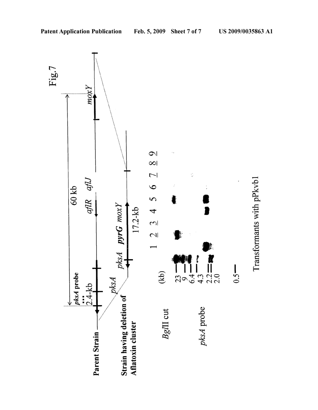 Method for the deletion of a large chromosomal region - diagram, schematic, and image 08