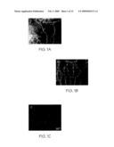 Compositions useful for and methods of modulating angiogenesis diagram and image