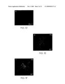 Compositions useful for and methods of modulating angiogenesis diagram and image