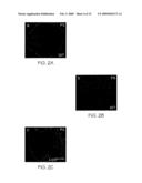 Compositions useful for and methods of modulating angiogenesis diagram and image