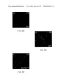 Compositions useful for and methods of modulating angiogenesis diagram and image