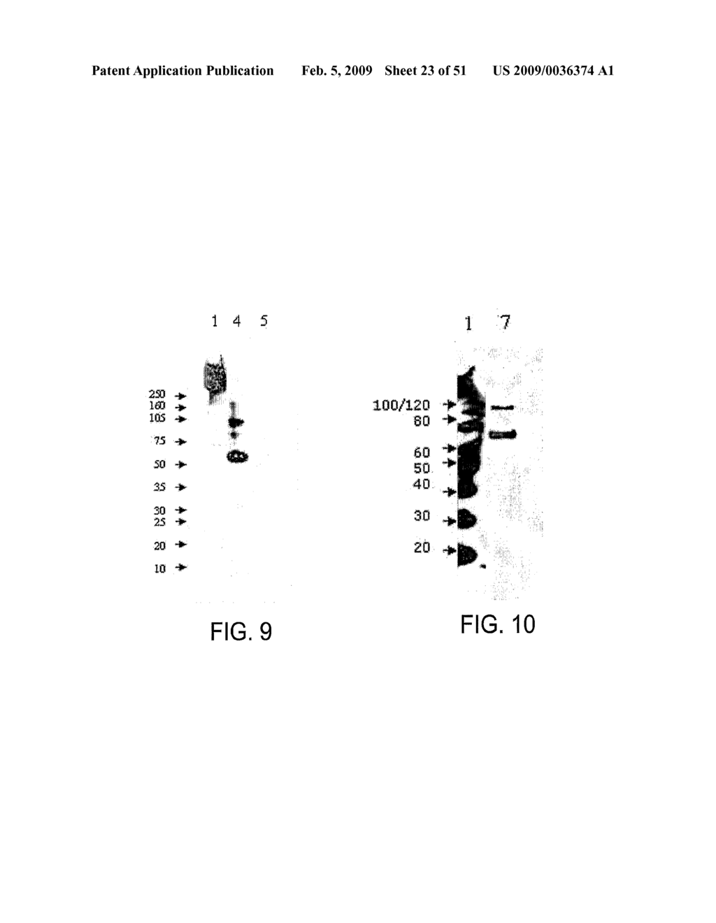 HEPATOCYTE GROWTH FACTOR RECEPTOR SPLICE VARIANTS AND METHODS OF USING SAME - diagram, schematic, and image 24