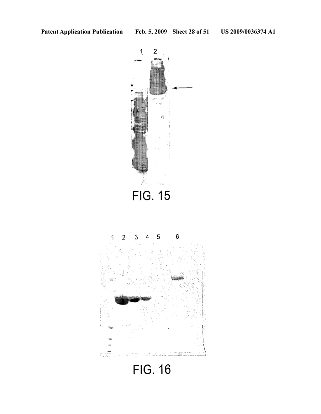HEPATOCYTE GROWTH FACTOR RECEPTOR SPLICE VARIANTS AND METHODS OF USING SAME - diagram, schematic, and image 29
