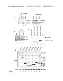 DBC1, a novel native inhibitor of anti-aging protein SIRT1 diagram and image