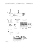 DBC1, a novel native inhibitor of anti-aging protein SIRT1 diagram and image