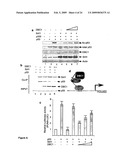 DBC1, a novel native inhibitor of anti-aging protein SIRT1 diagram and image