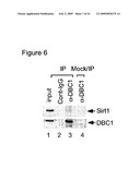DBC1, a novel native inhibitor of anti-aging protein SIRT1 diagram and image