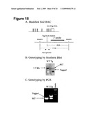 DBC1, a novel native inhibitor of anti-aging protein SIRT1 diagram and image