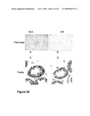 DBC1, a novel native inhibitor of anti-aging protein SIRT1 diagram and image