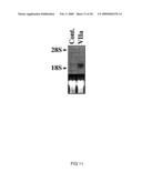 Use of Factor VIIa or a Tissue Factor Antagonist for Regulating Gene Expression and Cell Migration or Chemotaxis diagram and image