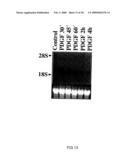 Use of Factor VIIa or a Tissue Factor Antagonist for Regulating Gene Expression and Cell Migration or Chemotaxis diagram and image