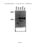 Use of Factor VIIa or a Tissue Factor Antagonist for Regulating Gene Expression and Cell Migration or Chemotaxis diagram and image