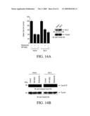 COMPOSITIONS AND METHODS FOR TREATING NEOPLASTIC DISEASES diagram and image