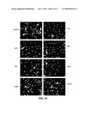 Method Of Synthesizing S-Allyl-Cysteine Analogues And Their Therapeutic Application In Treating Myocardial Infarction diagram and image